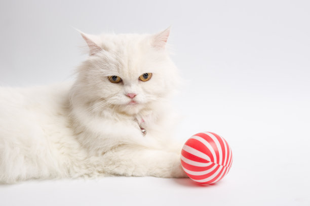 白色的波斯猫图片下载
