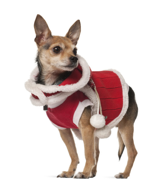 杂交犬，4岁，在白色背景前图片下载