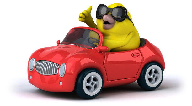 黄色小鸟图片下载