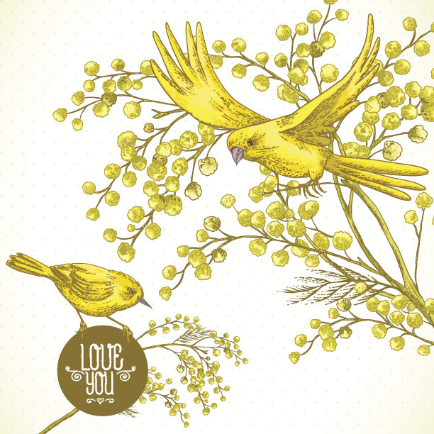 含羞草和黄鸟的小枝，春天的背景图片下载