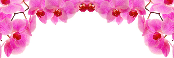 粉色的花朵兰花。图片下载