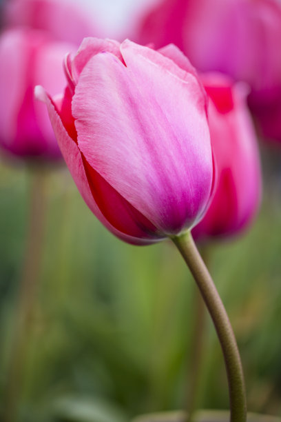 郁金香素材图片图片下载