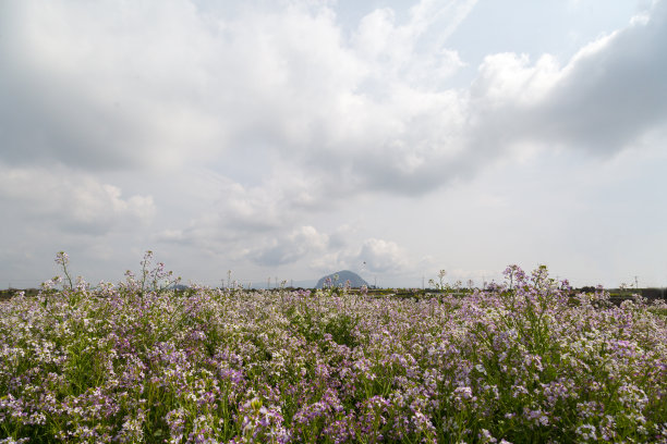 花和积云图片下载