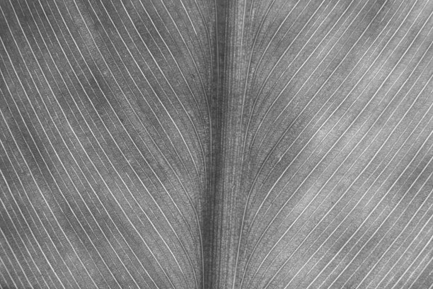 树叶背景的特写视图图片下载