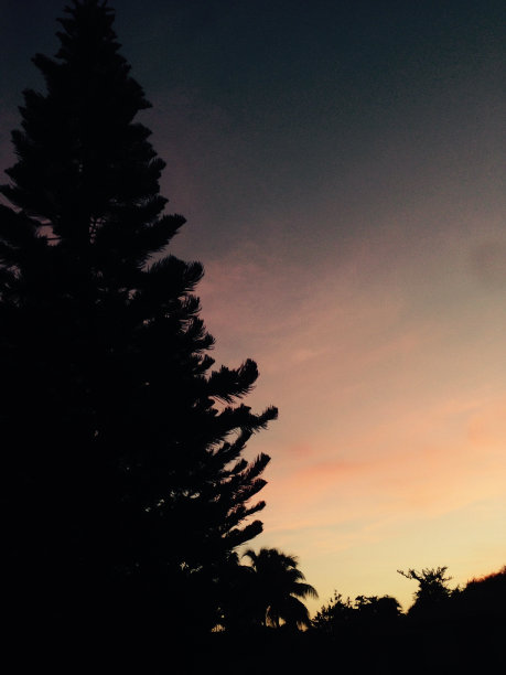 圣诞树图片下载