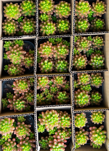 微型多汁植物图片下载