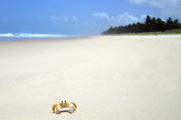 海滩上的螃蟹图片下载