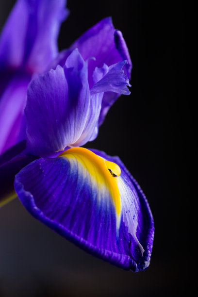 特写美丽的虹膜与水滴在黑色的背景图片下载