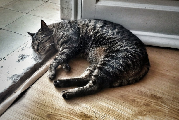 睡觉的猫图片下载