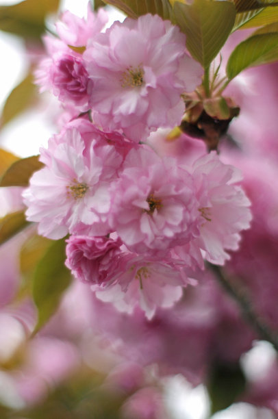 樱花盛开的Glenville，纽约图片下载