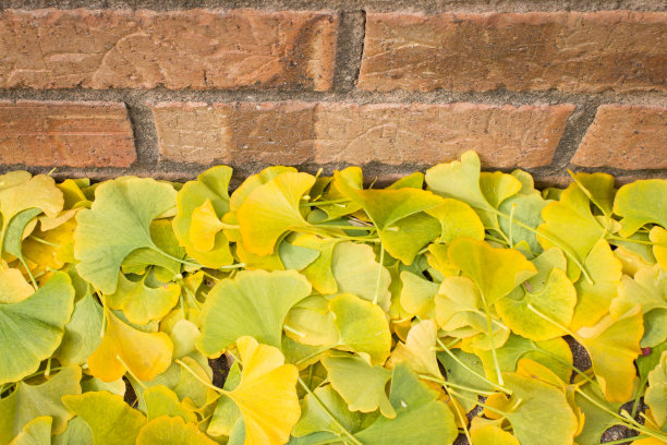 28、银杏落叶配砖墙图片下载