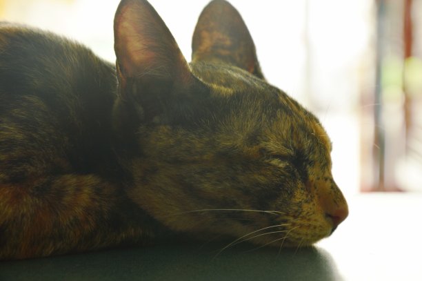 在桌子上睡觉的猫图片下载