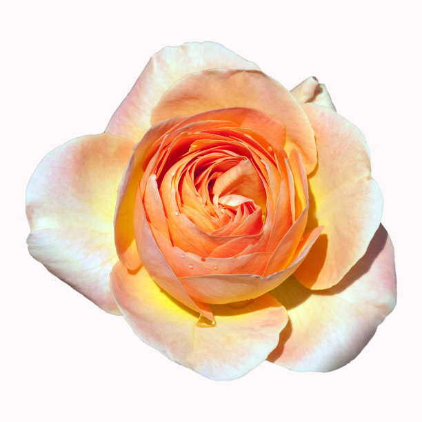 Teehybrid，棕榈树图片下载