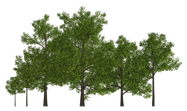在白色3d插图上孤立的一行树木图片下载