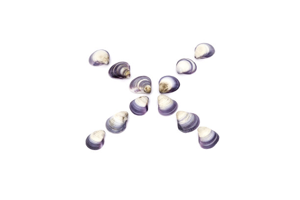 贝壳X字母图片下载