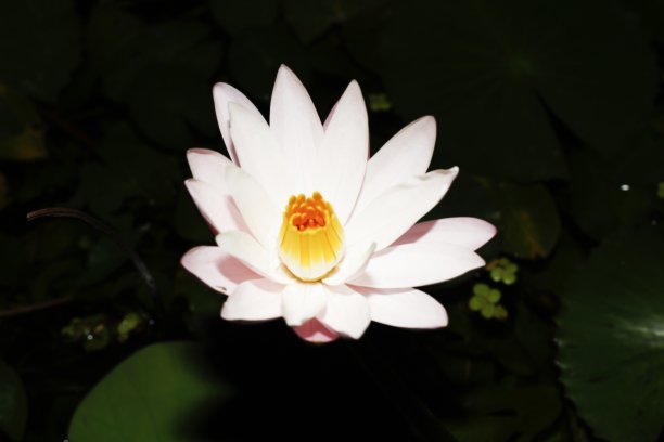 美丽的莲花图片下载