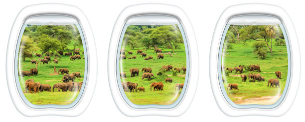 大象的舷窗图片下载