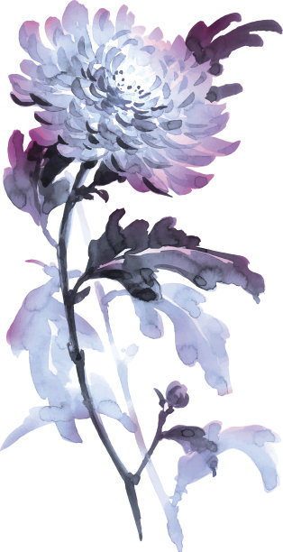 菊花的插图。Sumi-e风格，颜色为蓝色。素材图片
