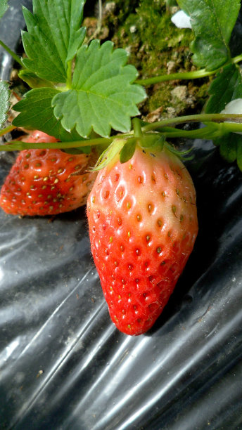 草莓在封闭的农场图片下载