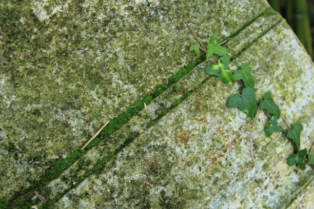 长满青苔的石头图片下载