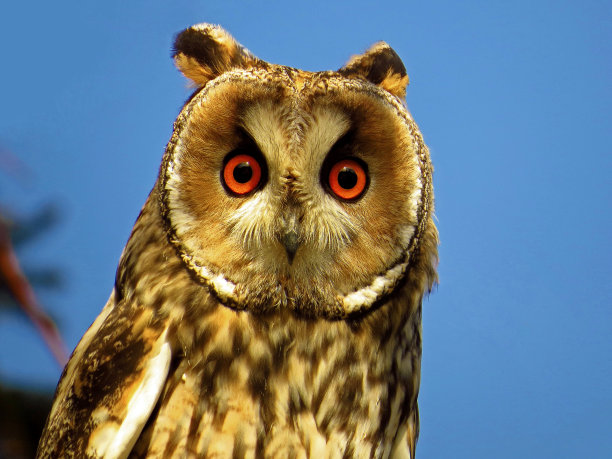 长耳猫头鹰凝视图片下载