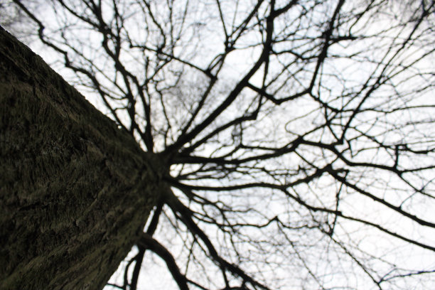 采购产品裸树，落叶树，橡树，橡树林地，植物图片下载