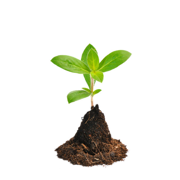 在白色背景上孤立的年轻绿色植物图片下载