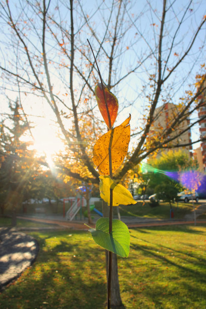 树，街道，草地，秋天，树叶图片下载