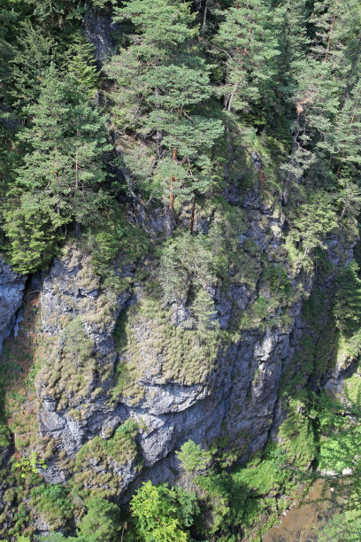 树木在森林图片下载