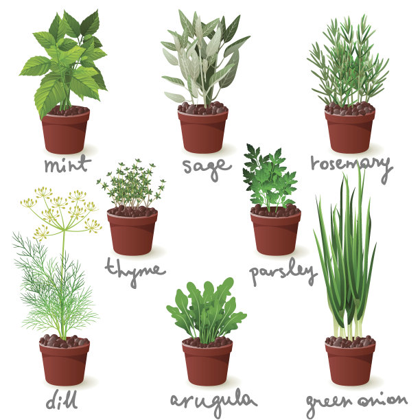 草本植物在锅图片下载