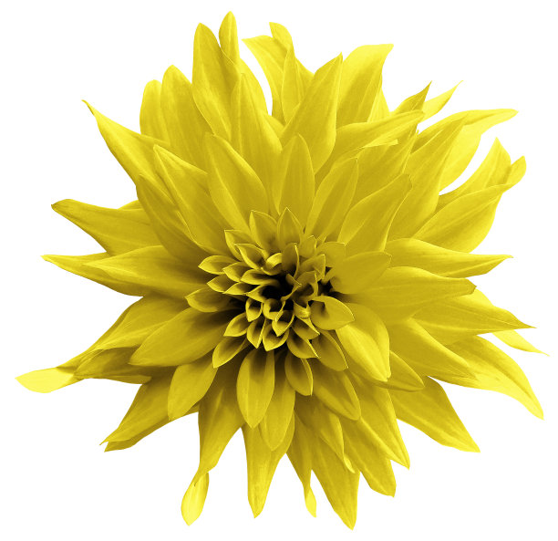 黄色的花。在白色背景上与裁剪路径隔离。特写镜头。蓬松的黄色大丽花。大自然。图片下载