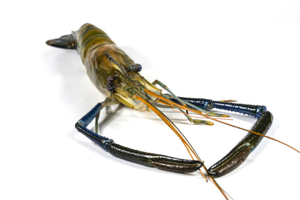 河虾在白色的背景图片下载