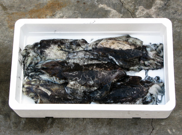 地中海新鲜墨鱼图片下载