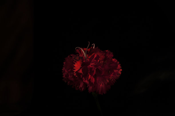 红色的康乃馨图片下载