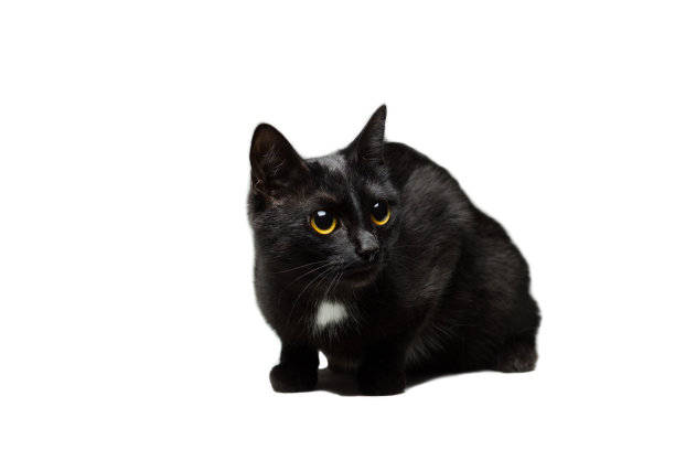 黑猫没有繁殖的幼猫，孤立在白色上图片下载