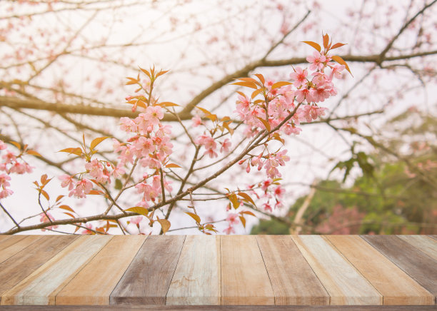 浪漫樱花图片素材ID：157636714