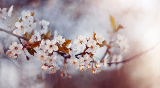 有樱花的树枝素材图片