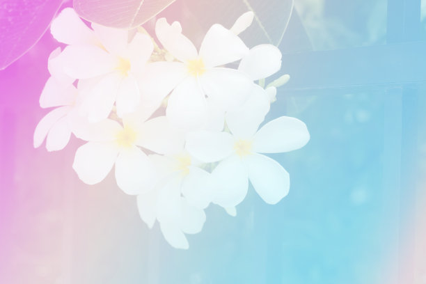 鸡蛋花有白色和黄色的花，有叶子图片下载