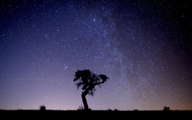 生命之树图片下载