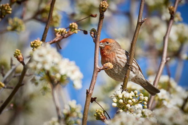 在开花的树上的家雀图片下载