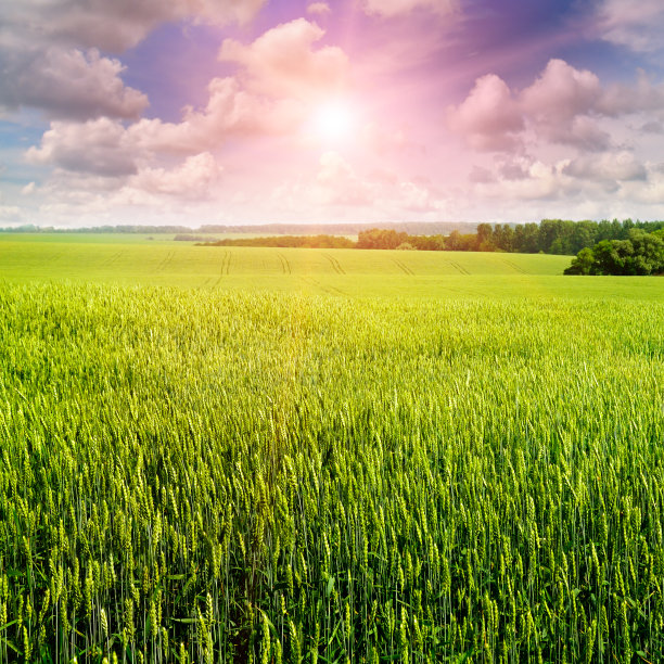 田野、日出和蓝天图片下载