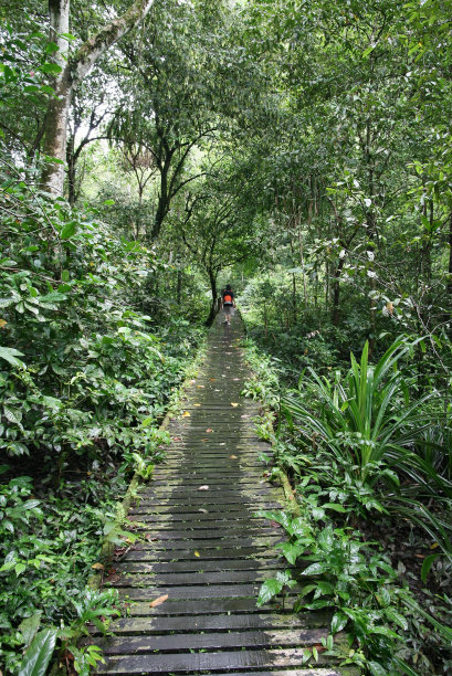 丛林跋涉图片下载
