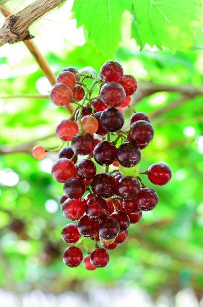 黑葡萄图片下载