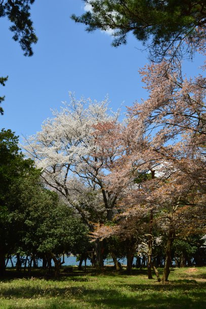 春天，天桥松树林的蓝天。图片下载
