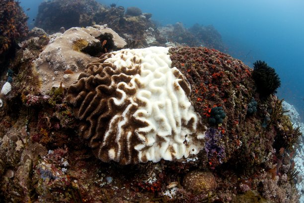 珊瑚白化图片下载