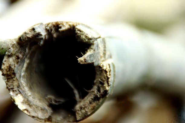 干湿竹结构图片下载