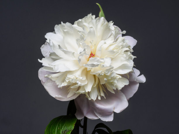 春花系列，白牡丹图片下载