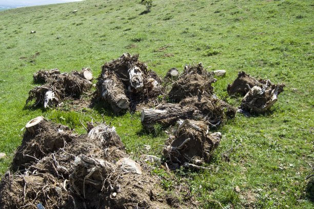 大树根，大树根砍树，大树根画树图片下载