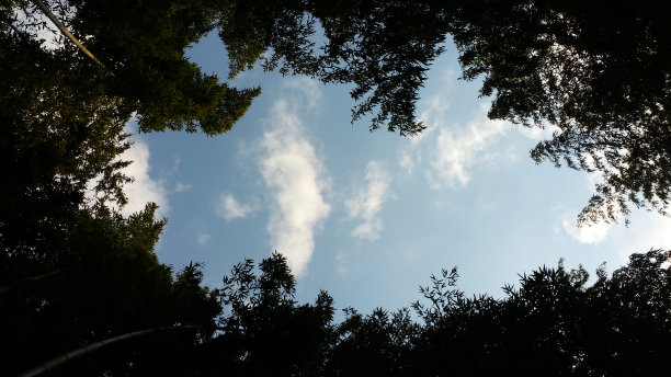 树和天空图片下载