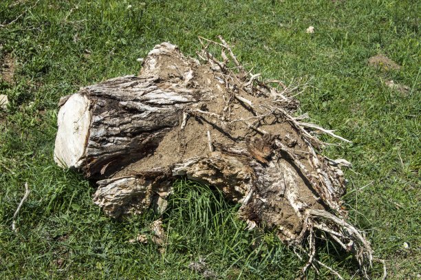 大树根，大树根砍树，大树根画树图片下载